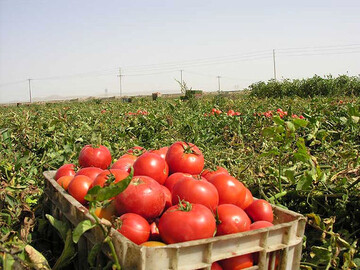 ماجراهای میدان گوجه‌فرنگی در بریانک