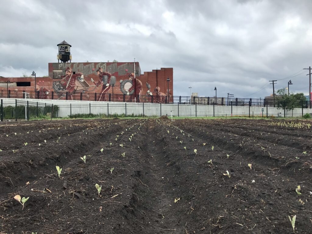 کشاورزی در شهرهای بزرگ | تبدیل زمینهای خالی درون شهرها به مزرعه خانگی