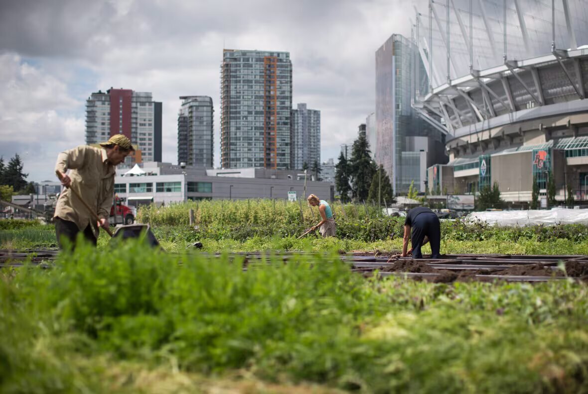 کشاورزی در شهرهای بزرگ | تبدیل زمینهای خالی درون شهرها به مزرعه خانگی