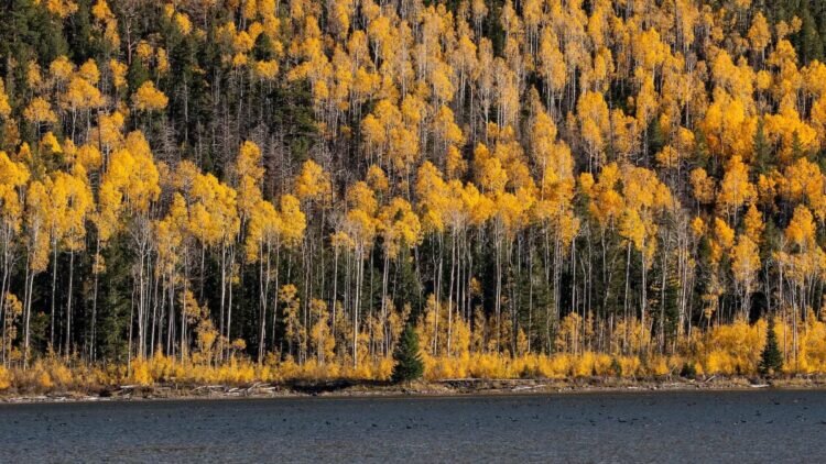 جنگلی اسرارآمیز با ریشههایی به عمق تاریخ | این شگفتی طبیعی میتواند در برابر تهدیدات تاب بیاورد؟