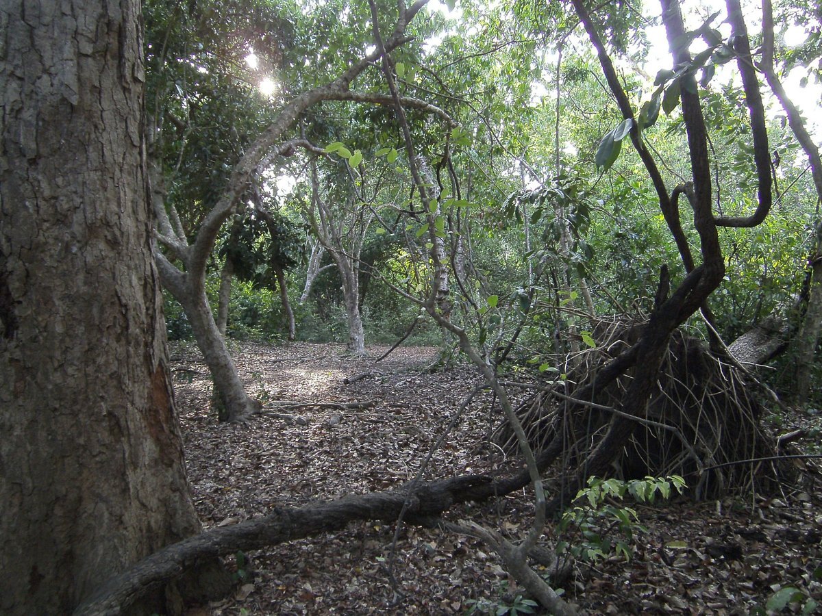 جنگلی اسرارآمیز با ریشههایی به عمق تاریخ | این شگفتی طبیعی میتواند در برابر تهدیدات تاب بیاورد؟