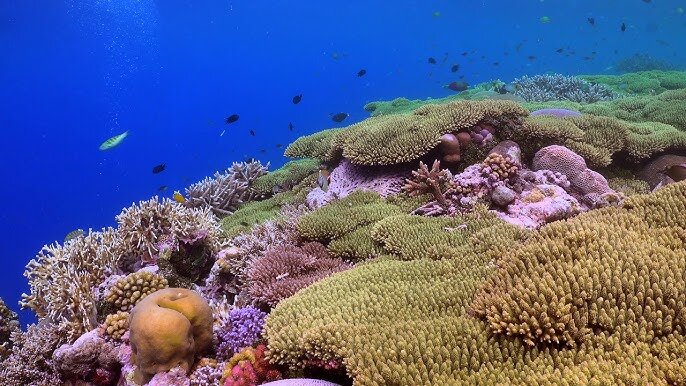 تابآوری حیرتانگیز حیات دریایی در برابر بحرانهای زیستمحیطی