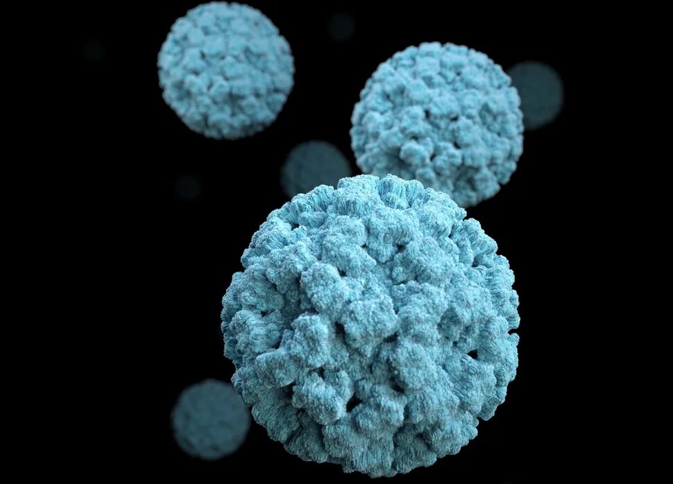 norovirus