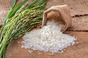 شمالی ها به پیشواز برنجکاری رفتند | آوازی که برنجکاران وقت خزانه گیری می خوانند