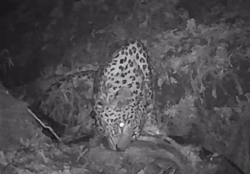 گشتزنی پلنگ در ارتفاعات گیلان | تصاویر