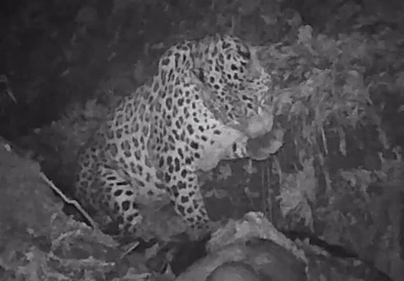 گشتزنی پلنگ در ارتفاعات گیلان | تصاویر