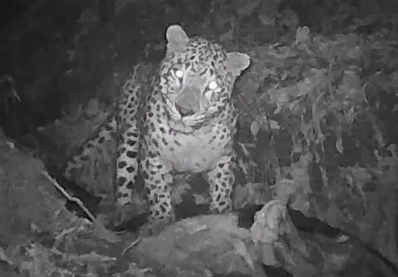 گشتزنی پلنگ در ارتفاعات گیلان | تصاویر