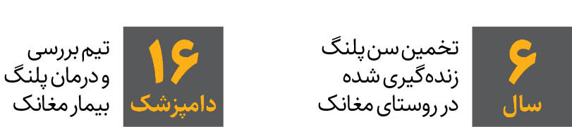 پلنگی که با خوردن گربه بیمار شد | پلنگ مغانک در قرنطینه است