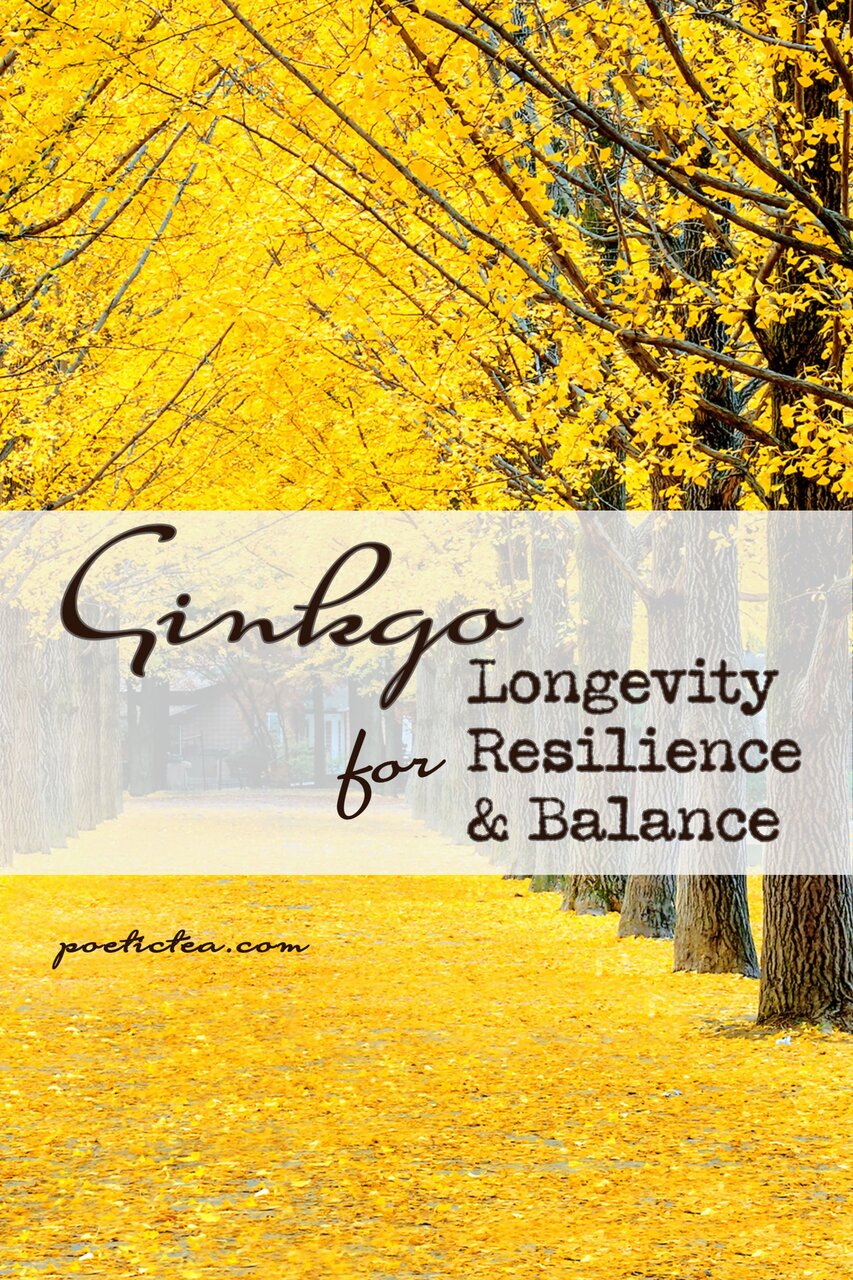 رمز ماندگاری یک گیاه در برابر بلایای طبیعی | تواناییهای شگفتانگیز جینکگو بیلوبا