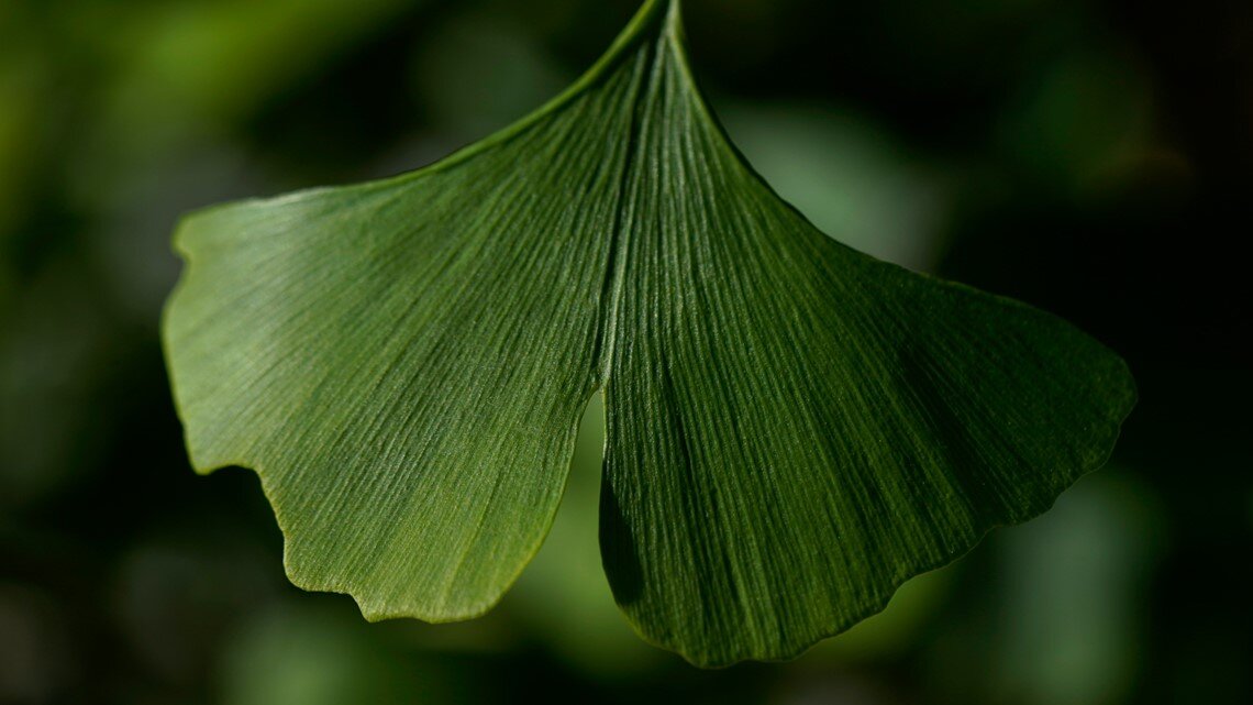 رمز ماندگاری یک گیاه در برابر بلایای طبیعی | تواناییهای شگفتانگیز جینکگو بیلوبا