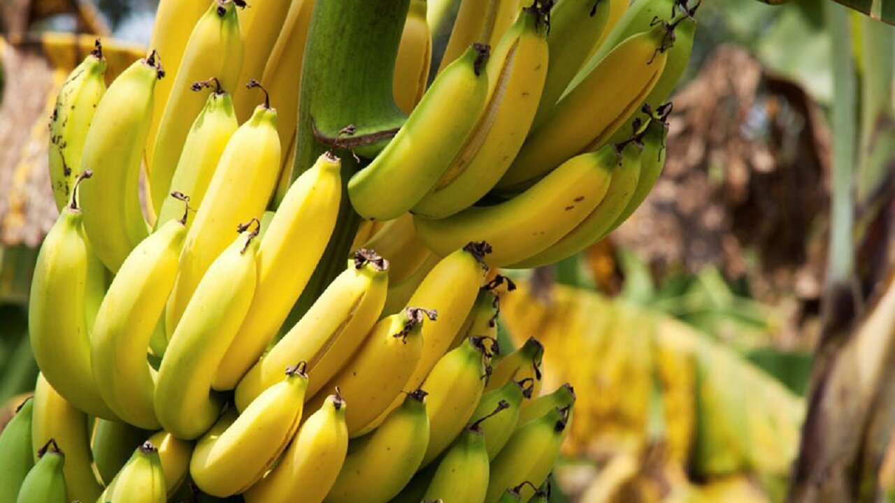 در مصرف موز این اشتباه رایج را تکرار نکنید