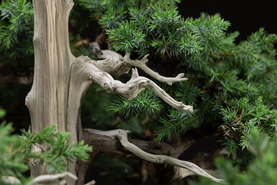 «جنگل یکمتری» مشهورترین «بونسای» جهان | عکس