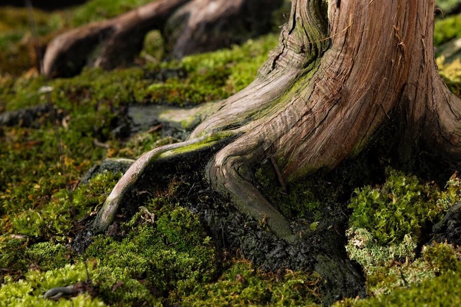 «جنگل یکمتری» مشهورترین «بونسای» جهان | عکس