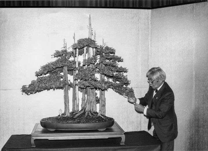 «جنگل یکمتری» مشهورترین «بونسای» جهان | عکس