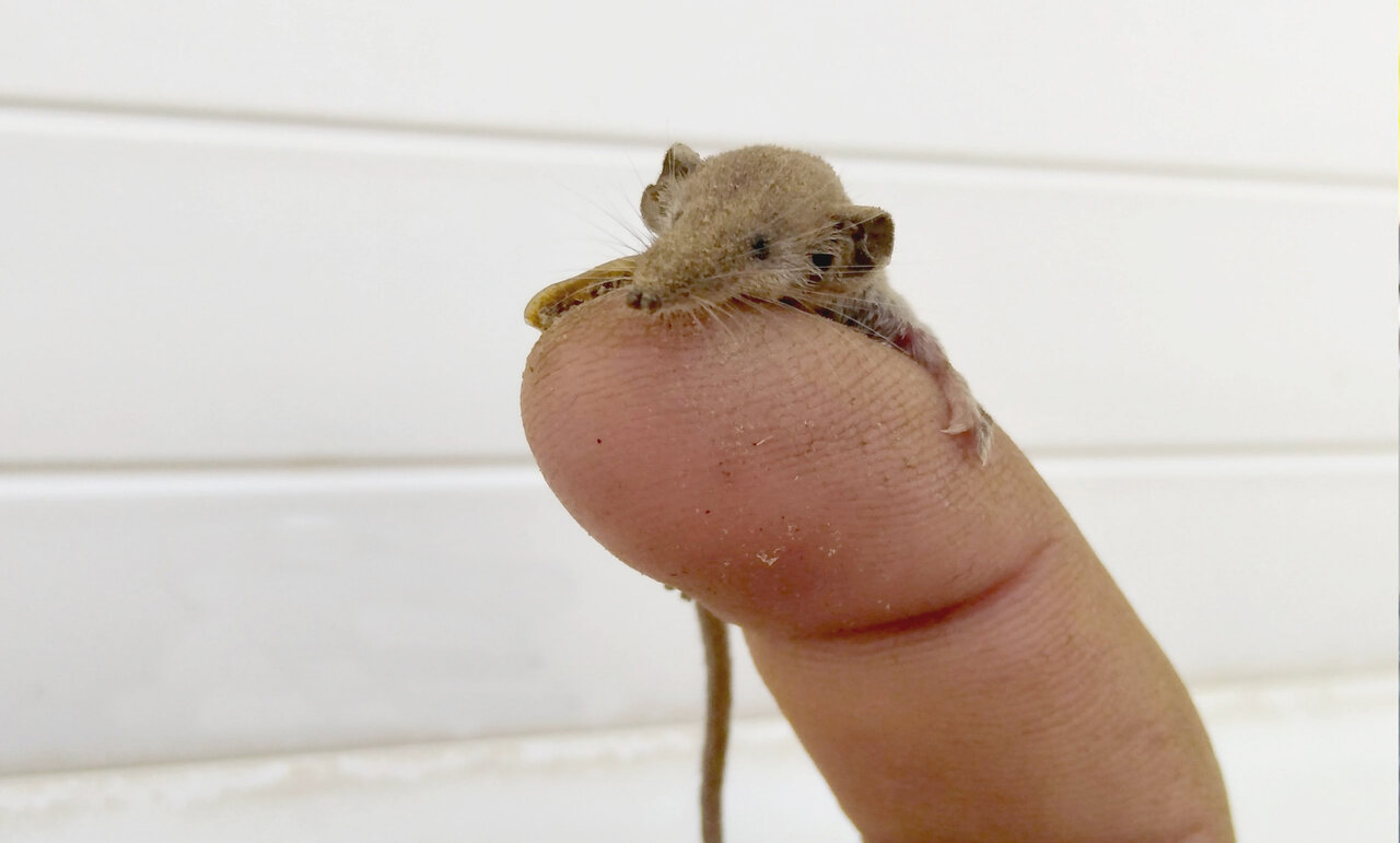 کوچکترین پستاندار جهان در لرستان مشاهده شد (عکس) حشره خوار کوتوله