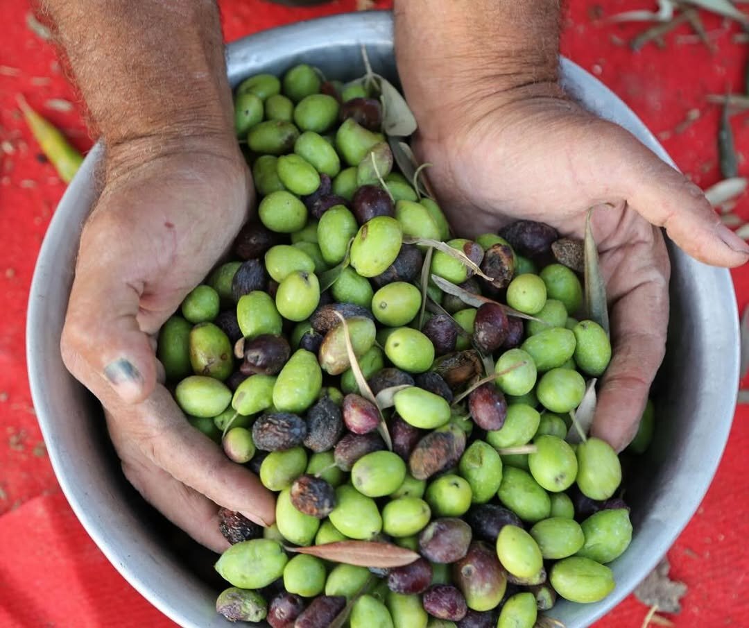 تصاویری از نگهبان قدیمیترین درخت زیتون مثمر