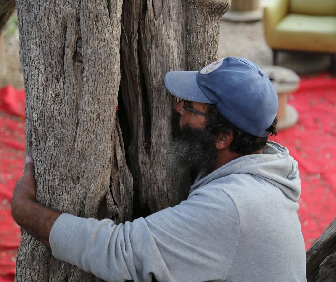 تصاویری از نگهبان قدیمیترین درخت زیتون مثمر