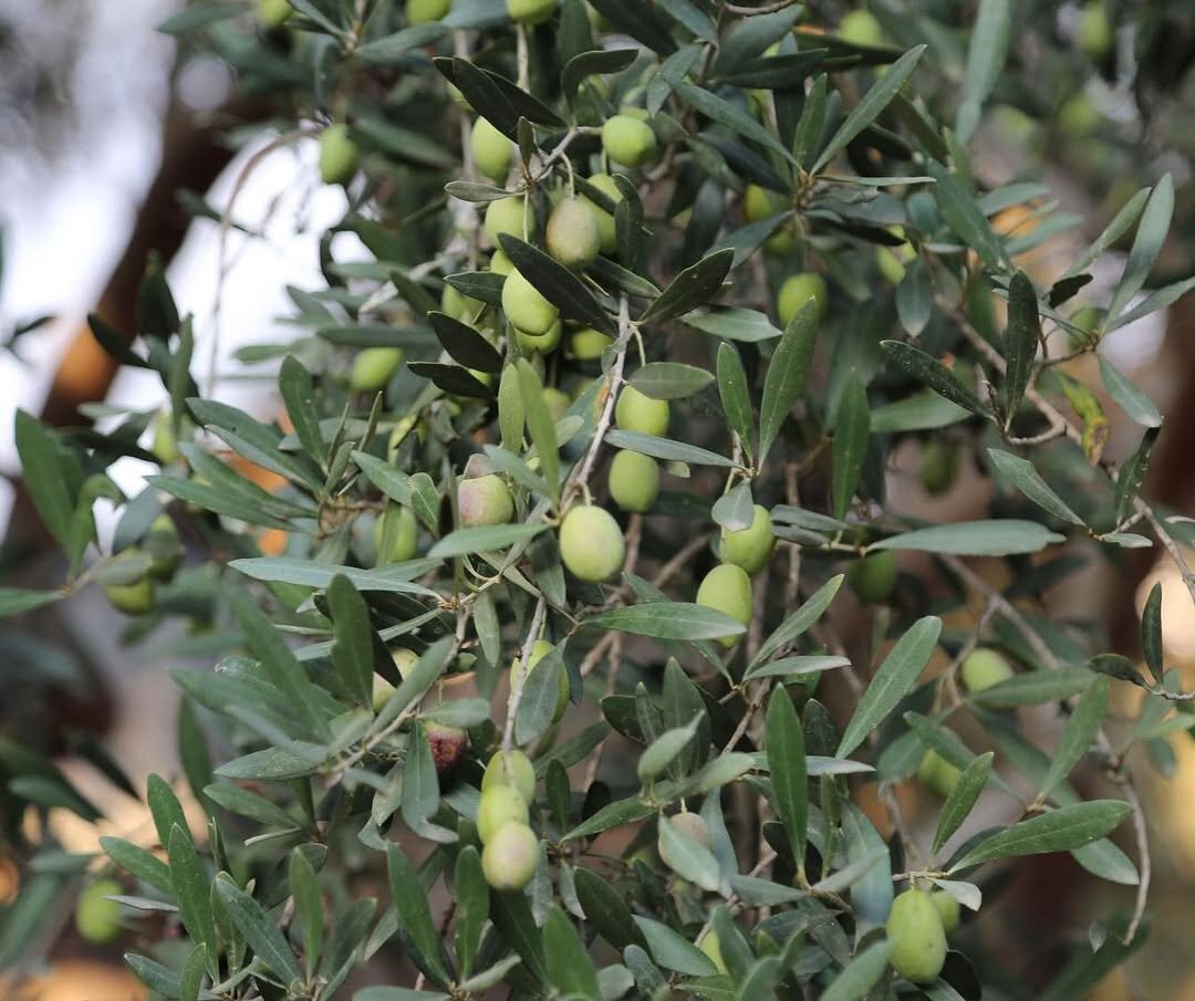 تصاویری از نگهبان قدیمیترین درخت زیتون مثمر