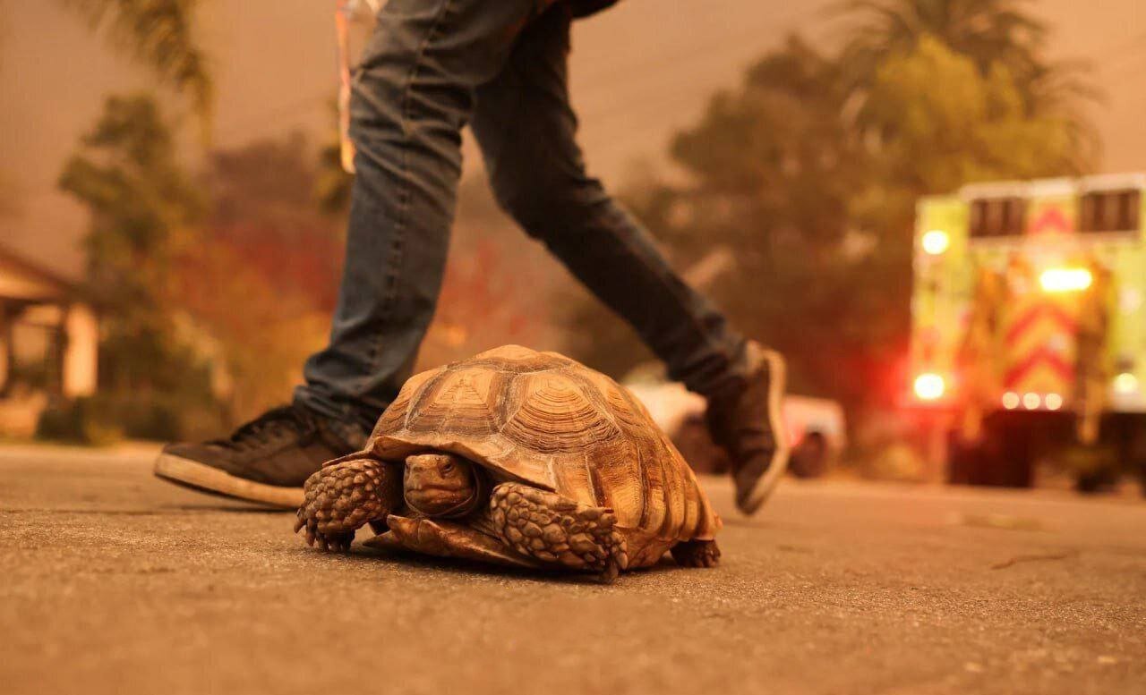 تصویری که در تاریخ ماندگار شد؛ تلاش یک لاکپشت برای فرار از آتشسوزی مهیب در کالیفرنیا