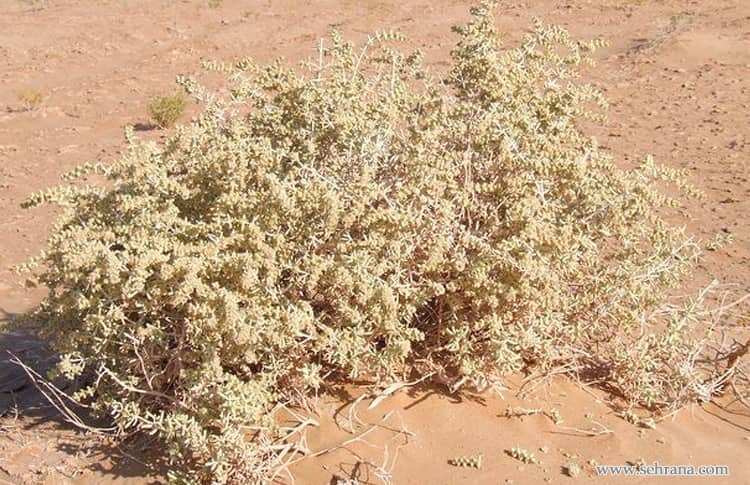 چرا دیگ به دیگ می‌گه روت سیاه؟! / داستان چوبک و اشنان و روی سیاه دیگ غذا