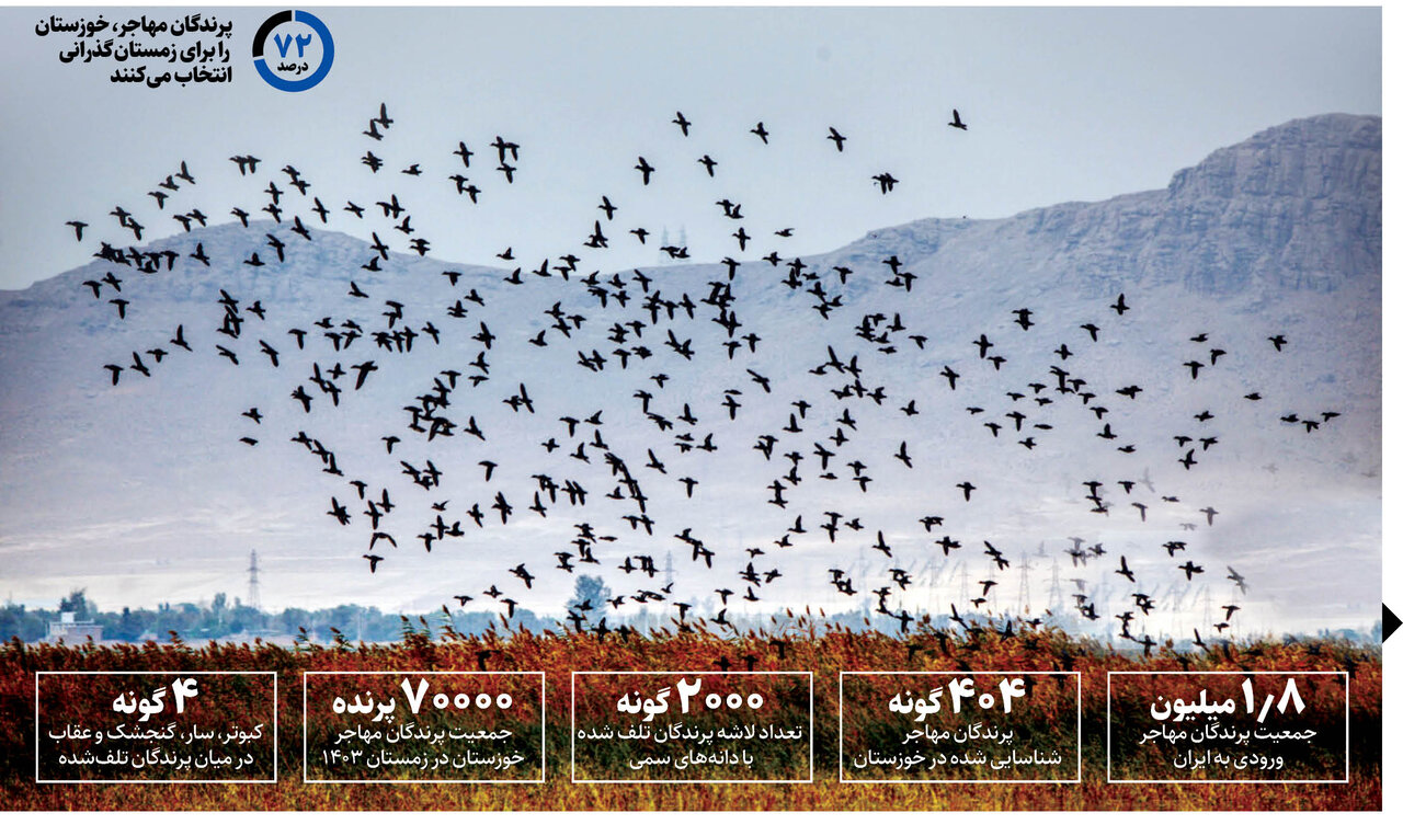 تراژدی پرندگان در خوزستان ؛ قتلعام هزاران پرنده با دانه سمی | هشدار محیط زیست به مردم: از بازار محلی خوزستان پرنده نخرید