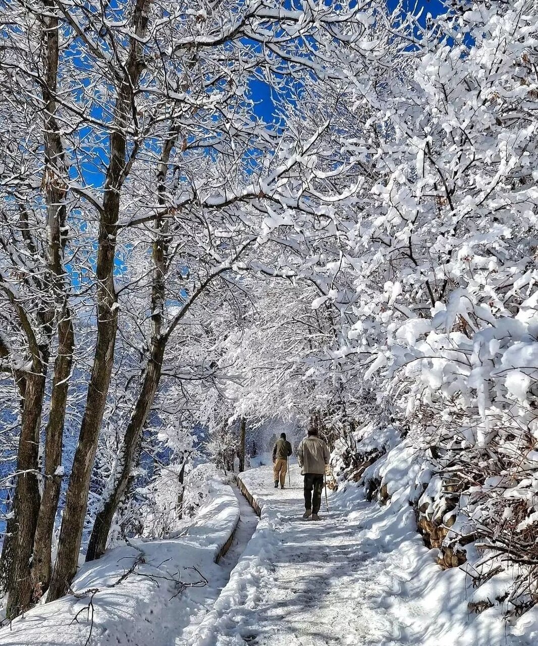 پاتوق‌های برف بازان تهران اینجاست | تفرجگاه های نزدیک تهران برای سفر یک روزه زمستانی