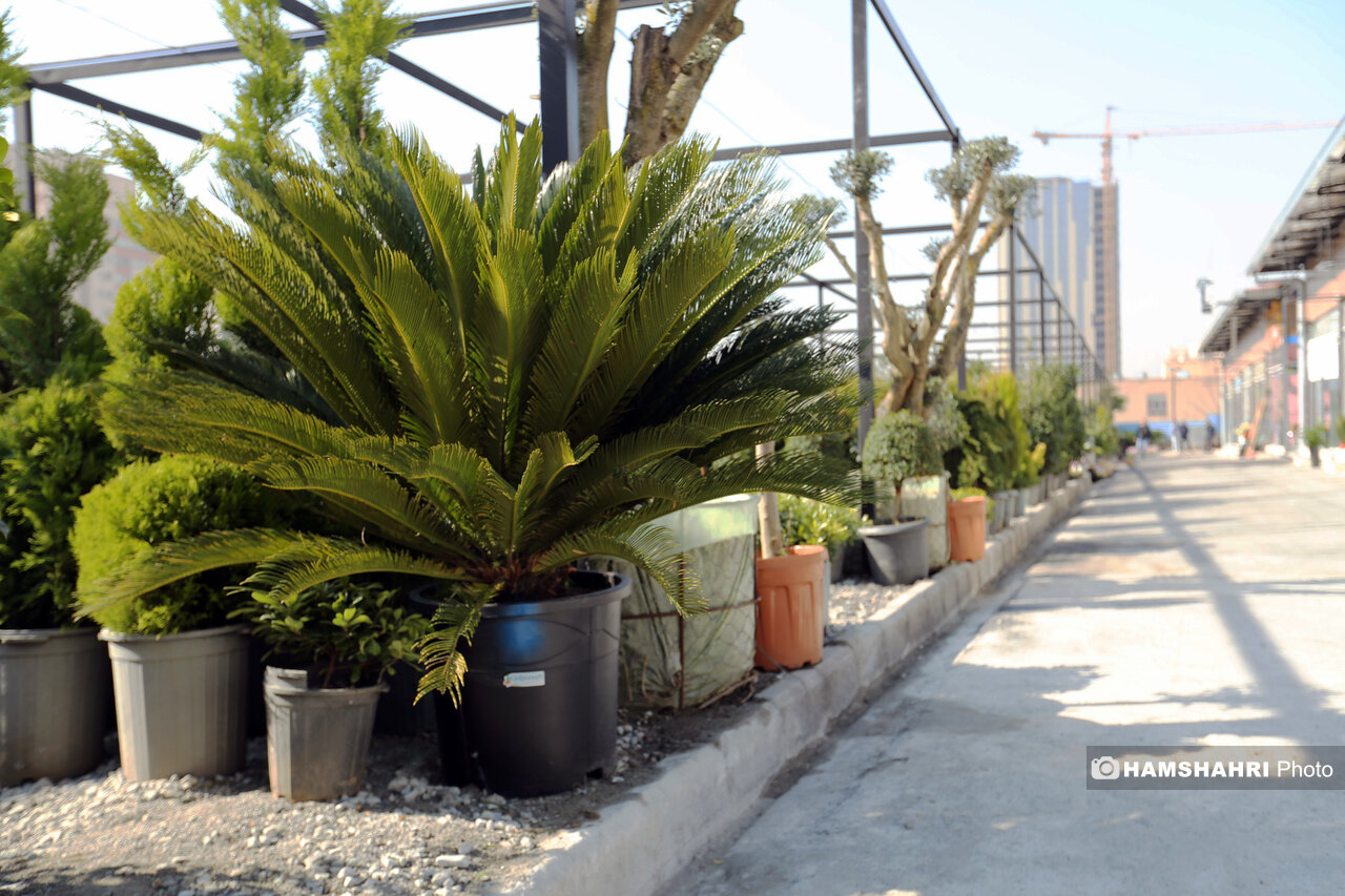 راه اندازی بازار گل اسمان در غرب پایتخت