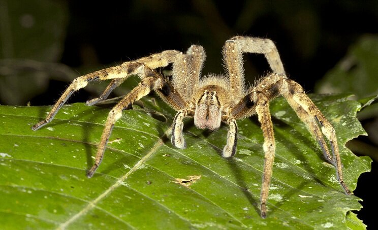 عنکبوت سرگردان برزیلی