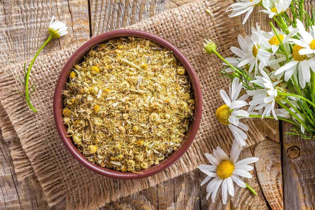 دمنوش بابونه برای چی خوبه ؟ ؛ روش تهیه دمنوش بابونه | طبع بابونه گرم است یا سرد ؟