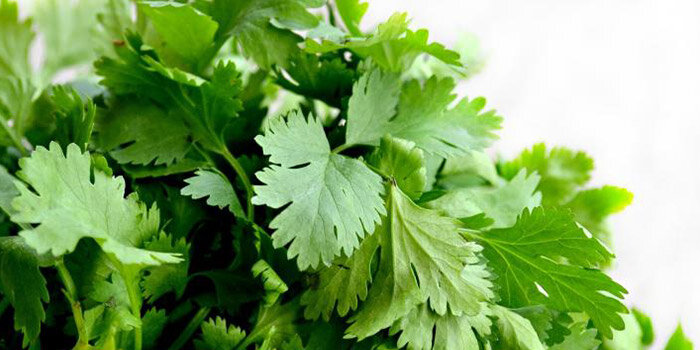 آموزش کاشت سبزی جعفری در گلدان ؛ بهترین کود برای رشد جعفری را بشناسید