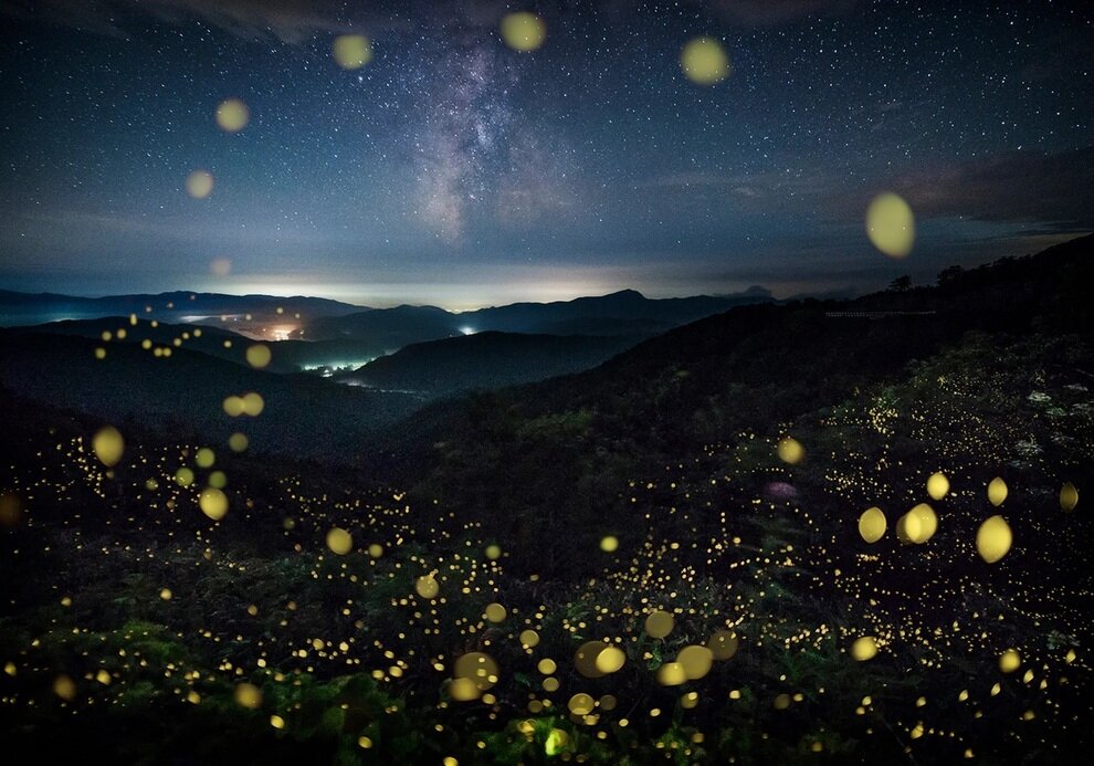 درخشش زیبای کرم‌های شب‌تاب در جنگل‌های ژاپن | عکس