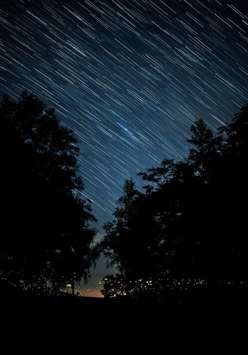 درخشش زیبای کرم‌های شب‌تاب در جنگل‌های ژاپن | عکس