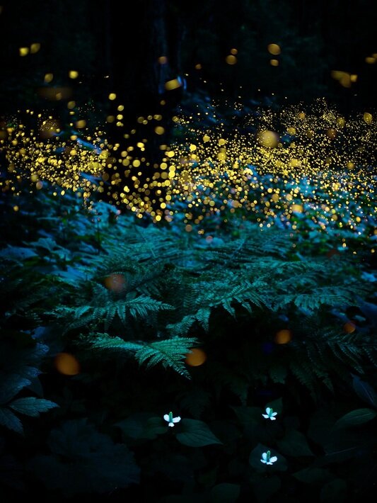 درخشش زیبای کرم‌های شب‌تاب در جنگل‌های ژاپن | عکس