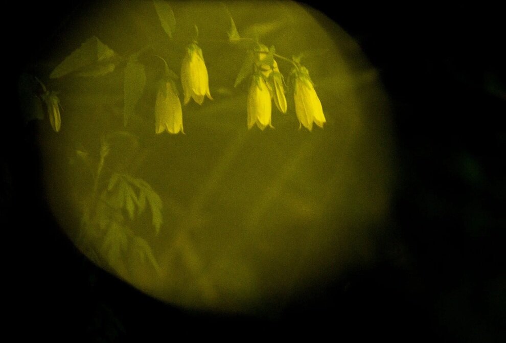 درخشش زیبای کرم‌های شب‌تاب در جنگل‌های ژاپن | عکس