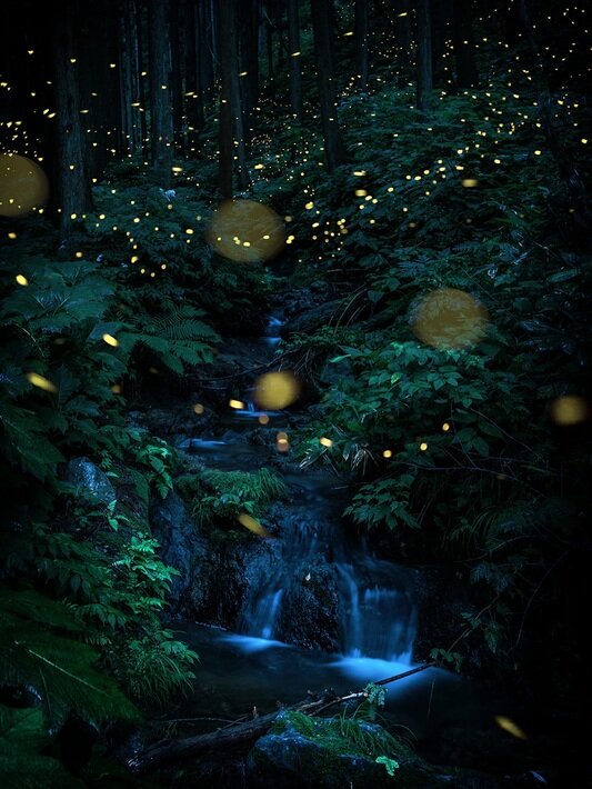 درخشش زیبای کرم‌های شب‌تاب در جنگل‌های ژاپن | عکس