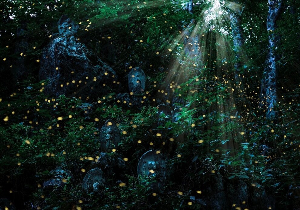 درخشش زیبای کرم‌های شب‌تاب در جنگل‌های ژاپن | عکس