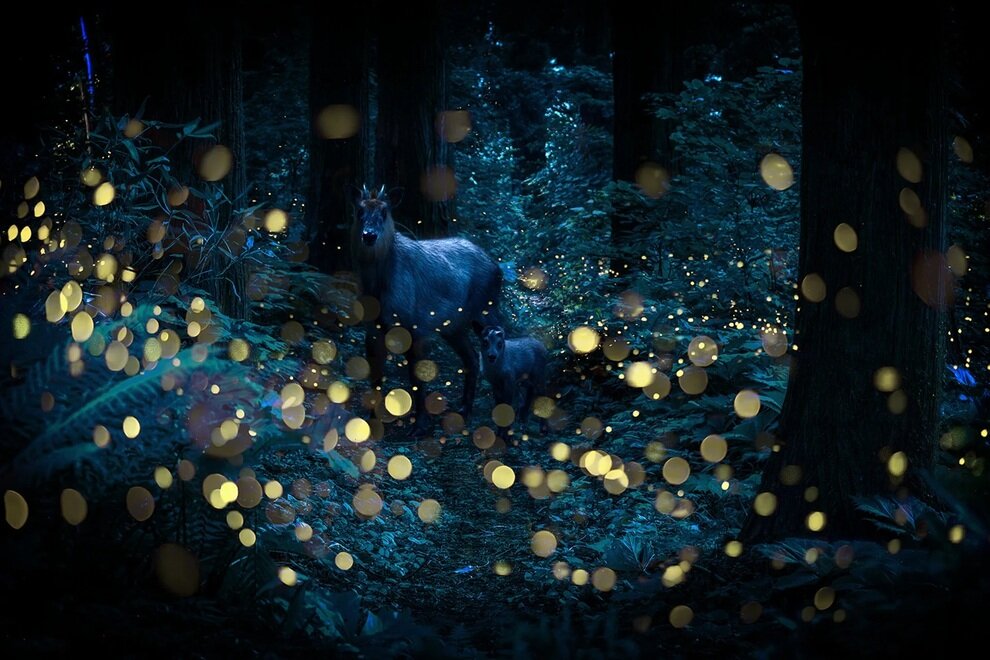 درخشش زیبای کرم‌های شب‌تاب در جنگل‌های ژاپن | عکس