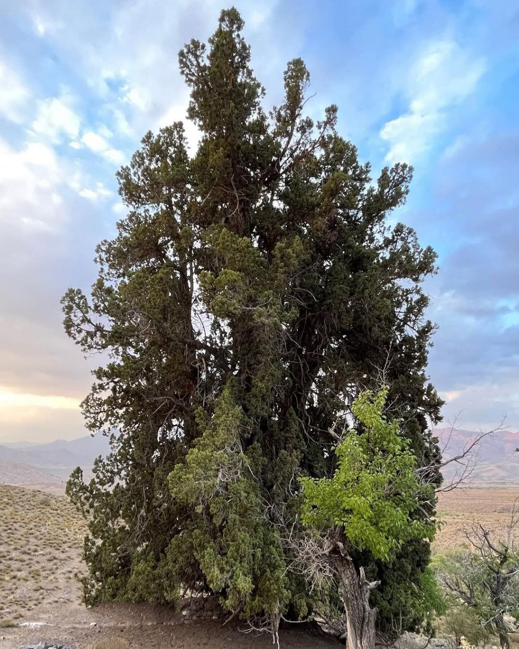 کشف کهنترین ارس جهان در جیرفت | درختی که رکوردهای درختان کهنسال را جابهجا کرد