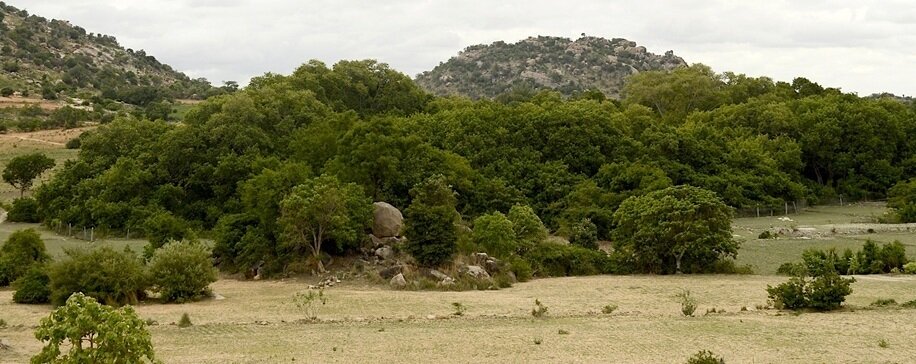 این درخت انجیر «سایهدارترین» گیاه جهان است | عکس