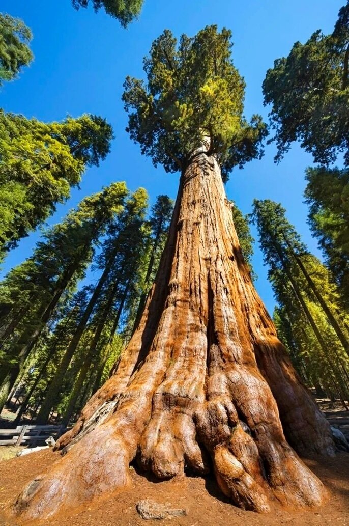 این درخت انجیر «سایهدارترین» گیاه جهان است | عکس