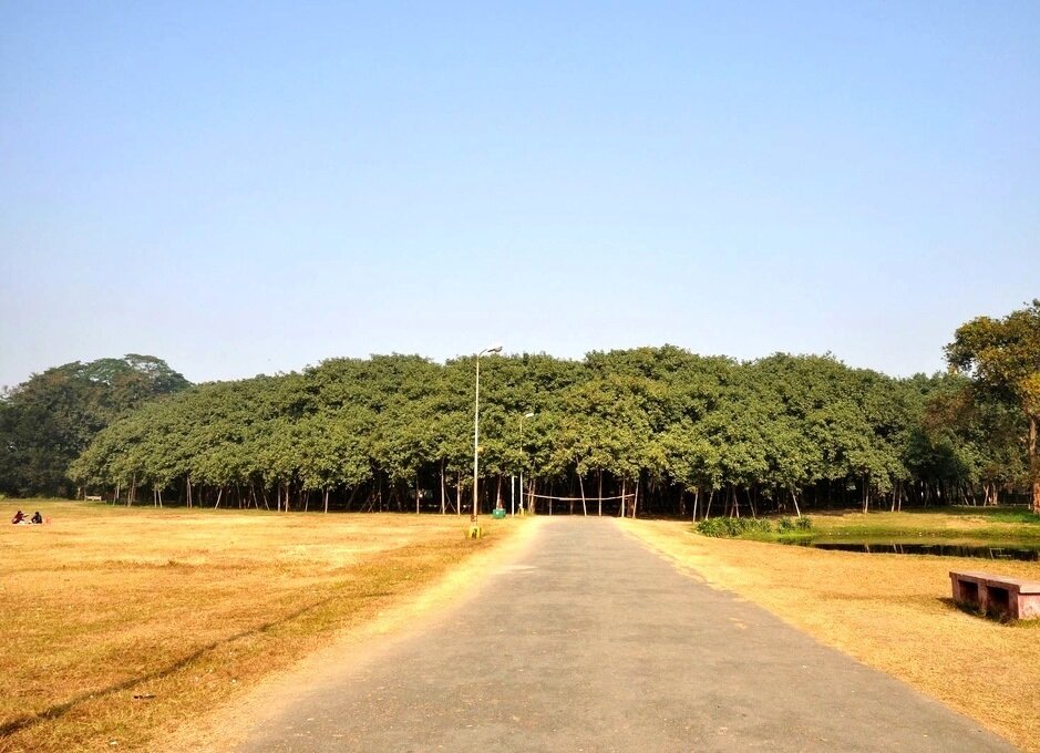 این درخت انجیر «سایهدارترین» گیاه جهان است | عکس