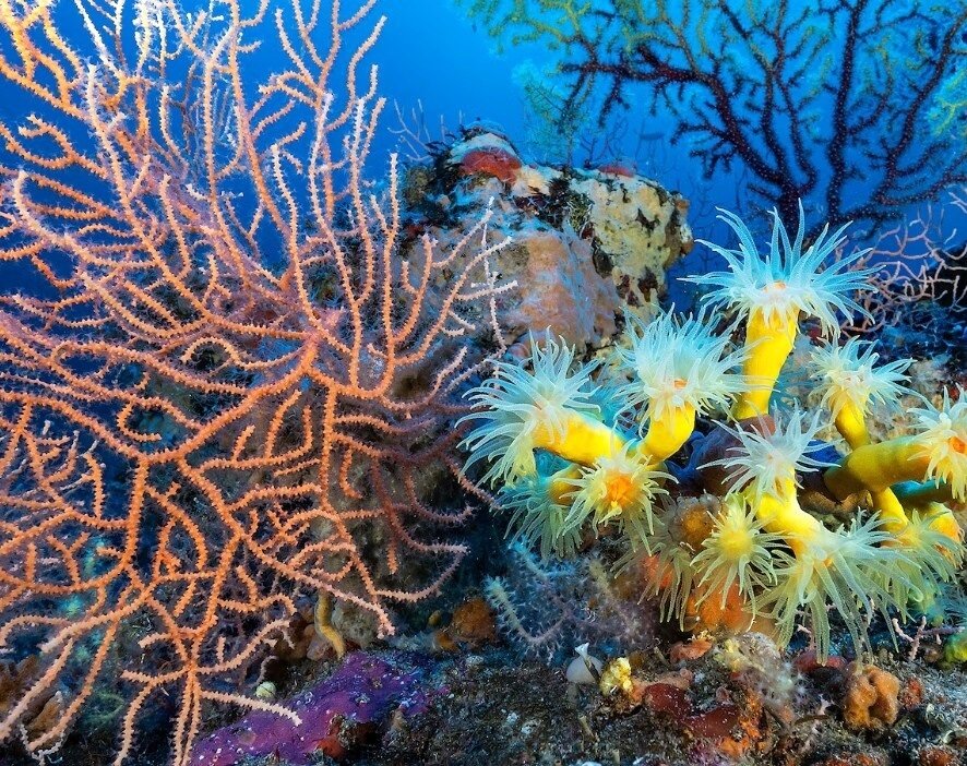 راز حلقههای مرموز در اعماق دریای مدیترانه | عکس