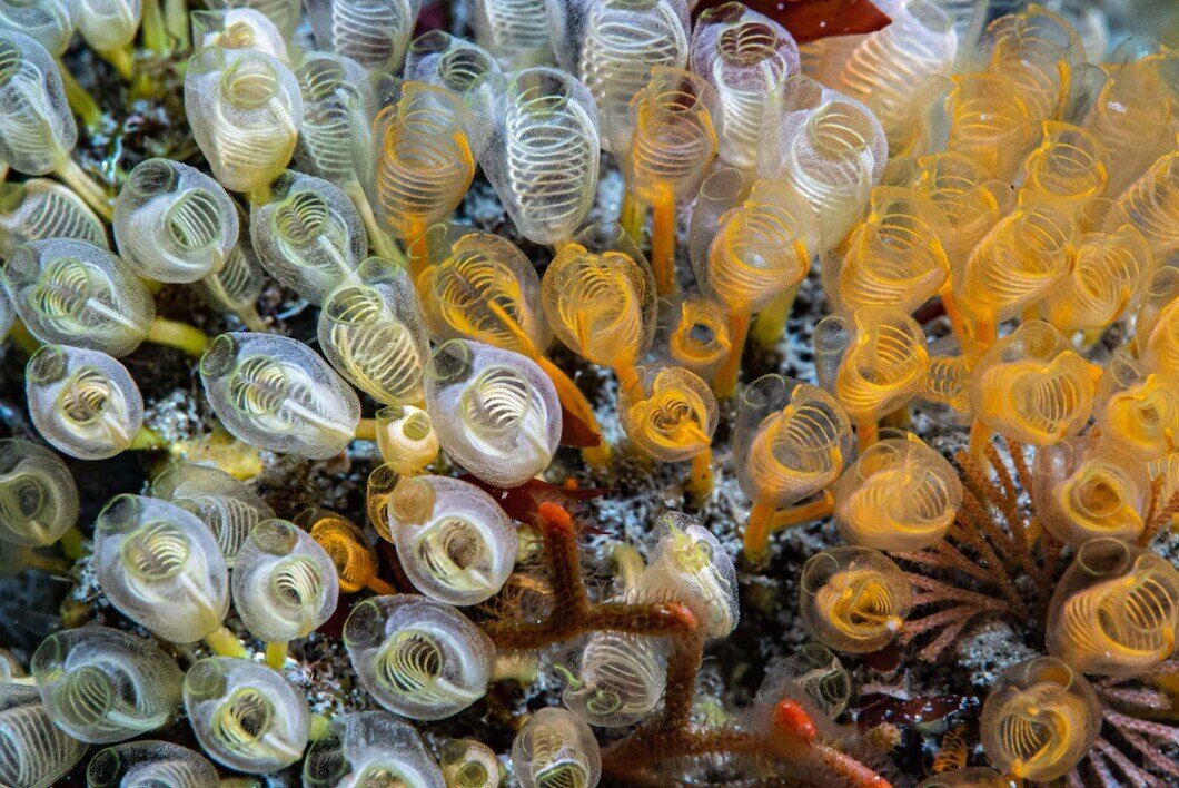 راز حلقههای مرموز در اعماق دریای مدیترانه | عکس