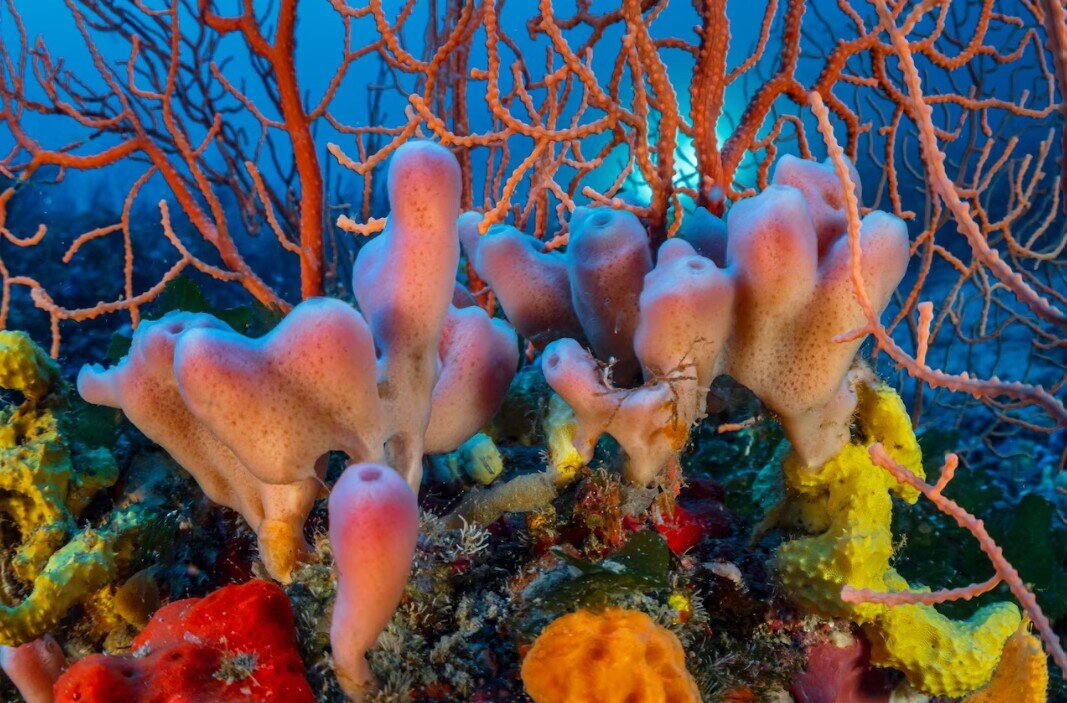 راز حلقههای مرموز در اعماق دریای مدیترانه | عکس