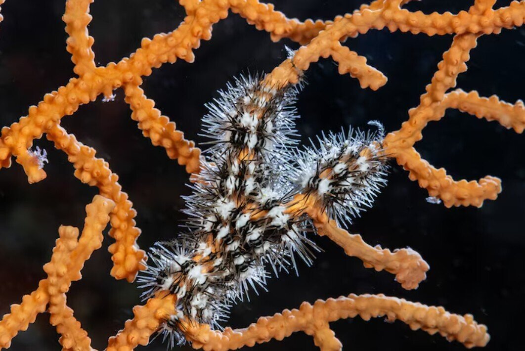 راز حلقههای مرموز در اعماق دریای مدیترانه | عکس