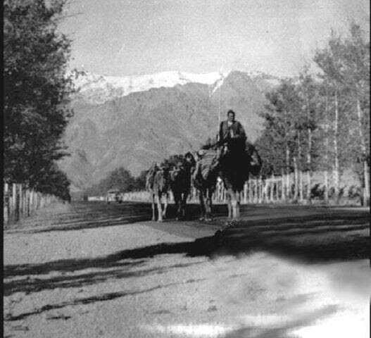 خیابان ولی عصر