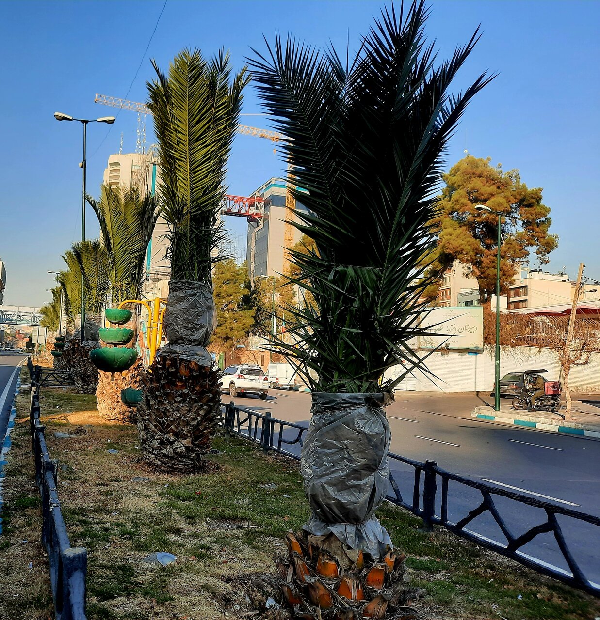 دیدار زمستانی با نخلهایی که در میدانها و بلوارهای تهران دلبری می کنند