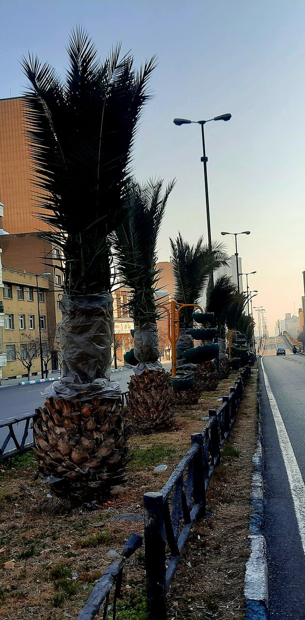 دیدار زمستانی با نخلهایی که در میدانها و بلوارهای تهران دلبری می کنند