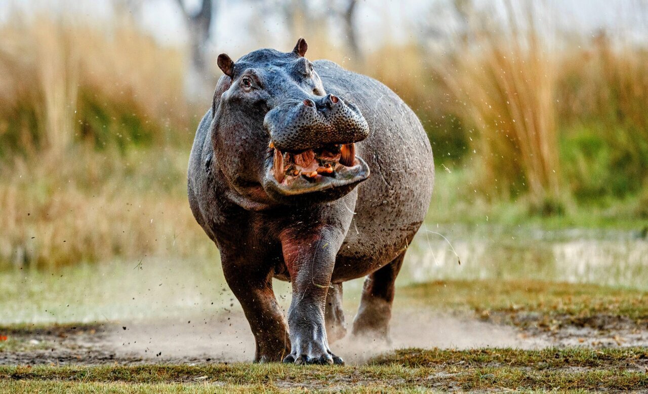 این خویشاوند باورنکردنی نهنگ در خشکی زندگی میکند | عکس