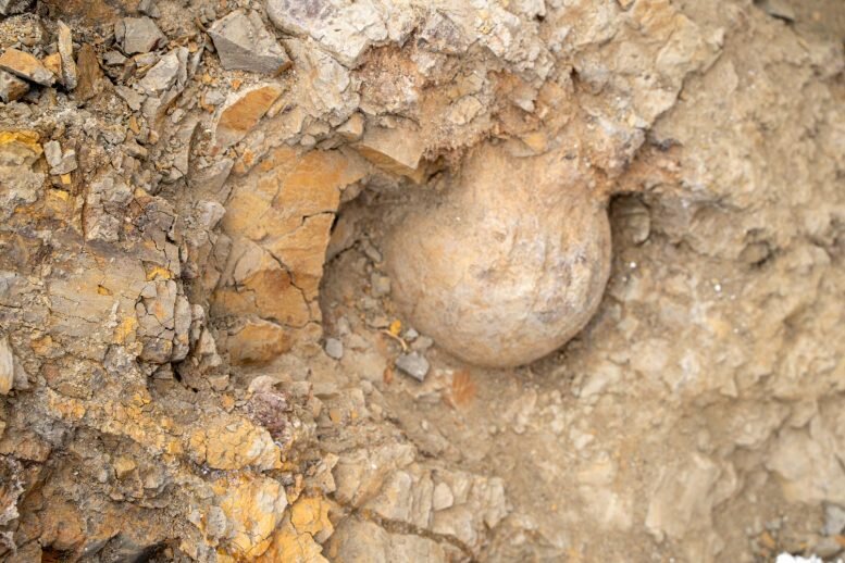 سرنخهایی از زندگی در پایان عصر دایناسورها